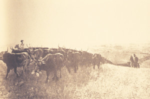 Cattle Drive Photo
