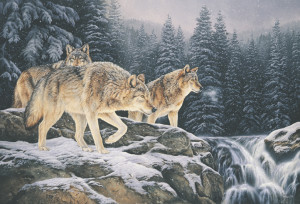 Spirit of the Wild-Wolves  © Rosemary Millette